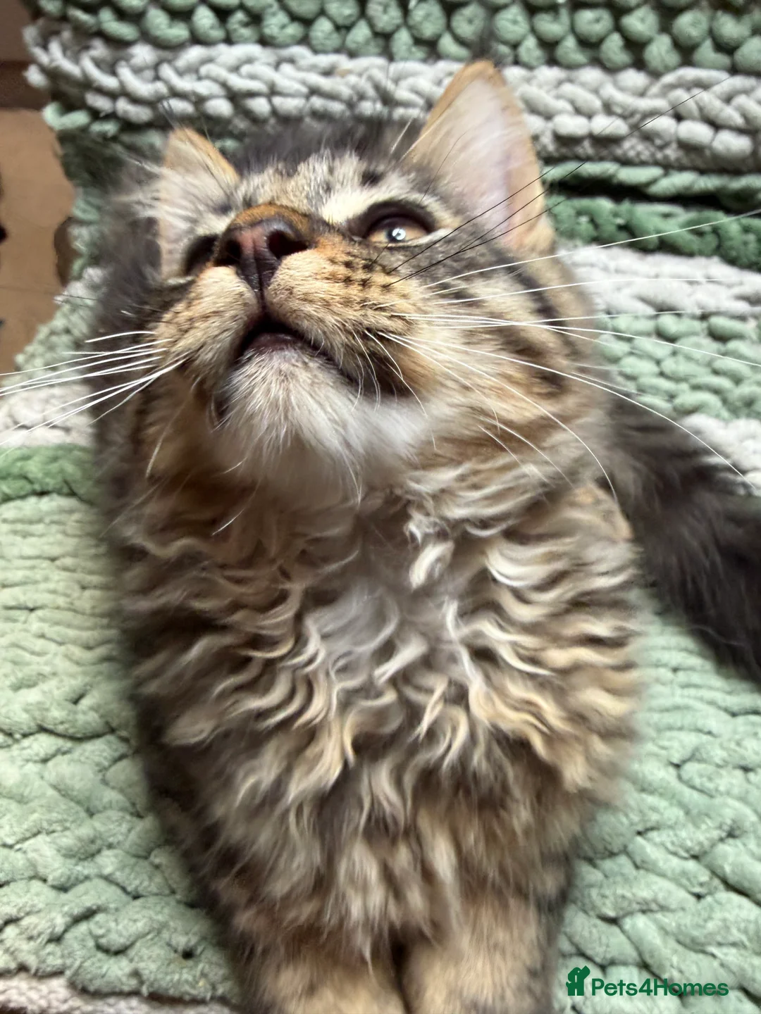 Maine Coon cats for sale: FINAL BOY! Maine Coon Cross Kitten Ready Now!  - Advert 4