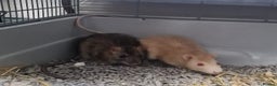 Rat rodents for sale: 2 rats together for sale - Advert 1