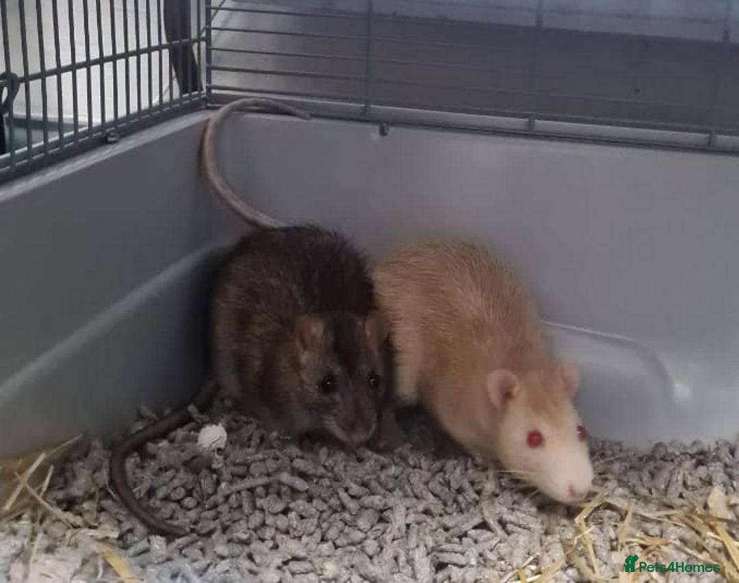 Rat rodents for sale: 2 rats together for sale - Advert 1