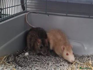 Rat rodents 2 rats for sale - Advert 1