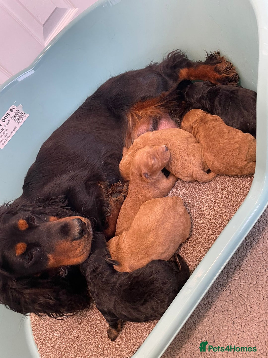 Cockapoo dogs for sale: Outstanding F1 cockapoo - Advert 10