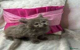 Maine Coon cats for sale: Beautiful GCCF reg Mainecoon kittens available  - Image 19