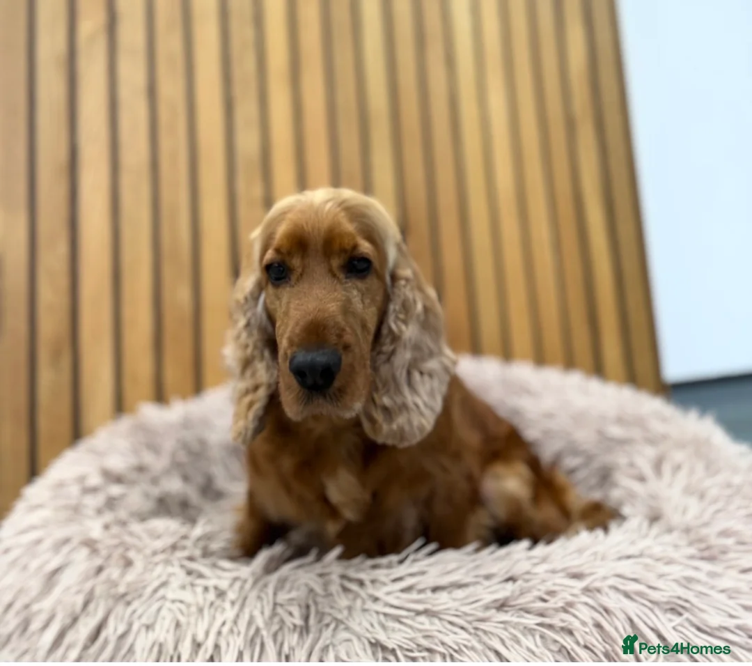 Cocker Spaniel dogs for sale: Adult female cocker spanie - Advert 3