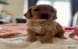 Cockapoo dogs for sale: Adorable Cockapoo puppies waiting for You!  - Image 14