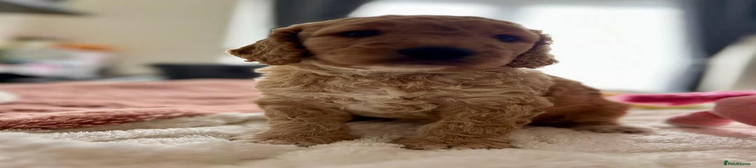 Cockapoo Puppy 4