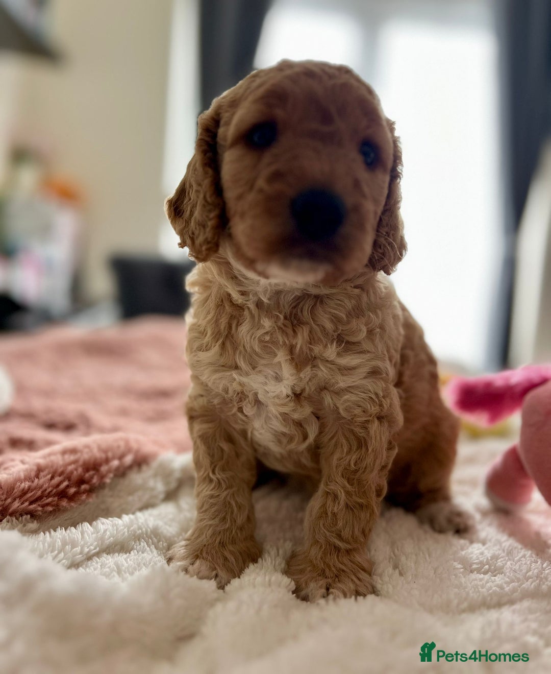 Cockapoo dogs for sale: Adorable Cockapoo puppies waiting for You!  - Image 14