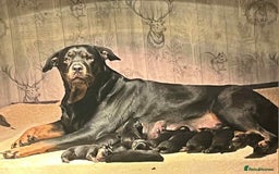 Rottweiler dogs for sale: Rottweiler  - Image 1