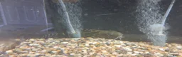 Catfish fish for sale: Catfish  in Woodbridge - Advert 3