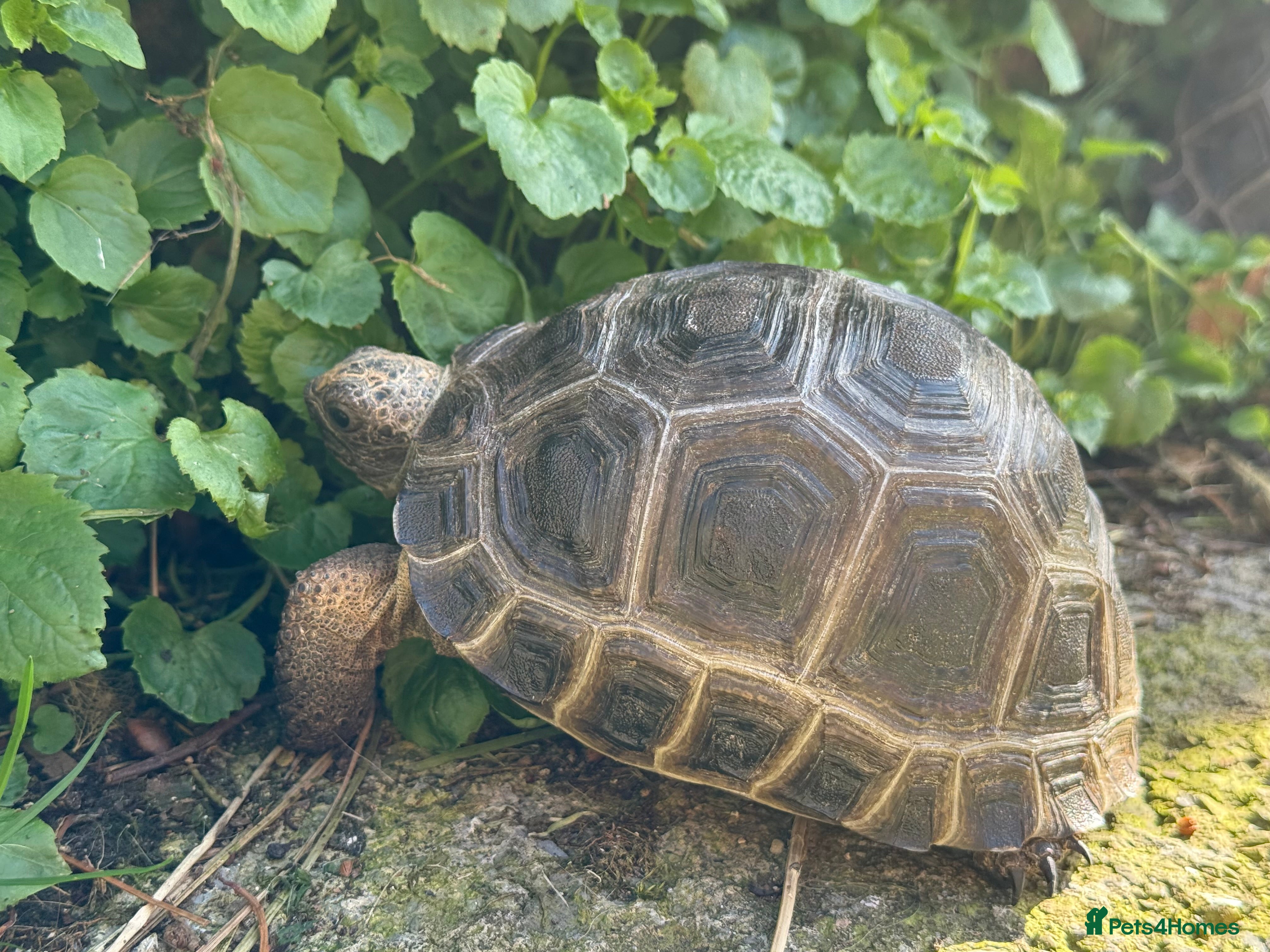 Tortoise reptiles Baby Aldabra tortoises for sale  - Advert 2