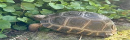 Tortoise reptiles for sale: Baby Aldabra tortoises for sale  - Advert 2