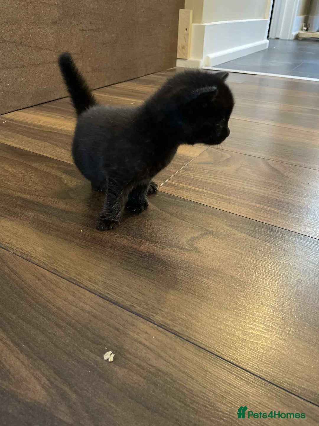 British Shorthair cats for sale: Kittens for sale - Image 10
