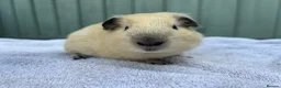 Guinea Pig rodents for sale: Baby guinea pigs - Advert 2