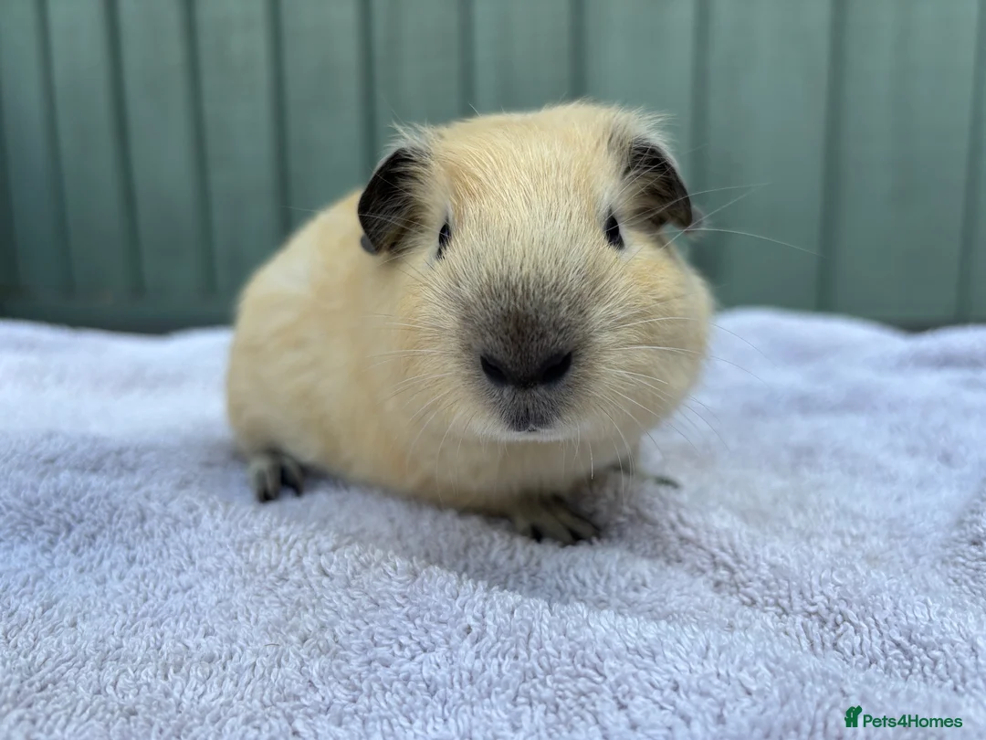 Guinea Pig rodents for sale: Baby guinea pigs - Advert 2