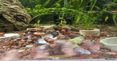 Snails invertebrates - Advert 3