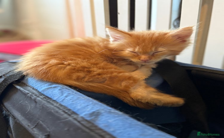 Maine Coon cats - Advert 3