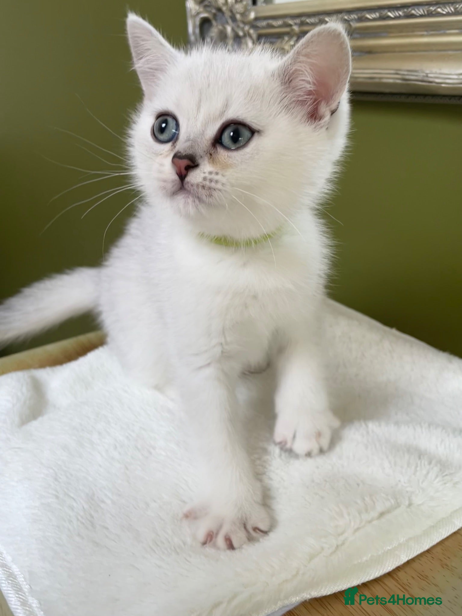 British Shorthair cats BSH Silver/Black Tipped Boys GCCF Registered  - Advert 2