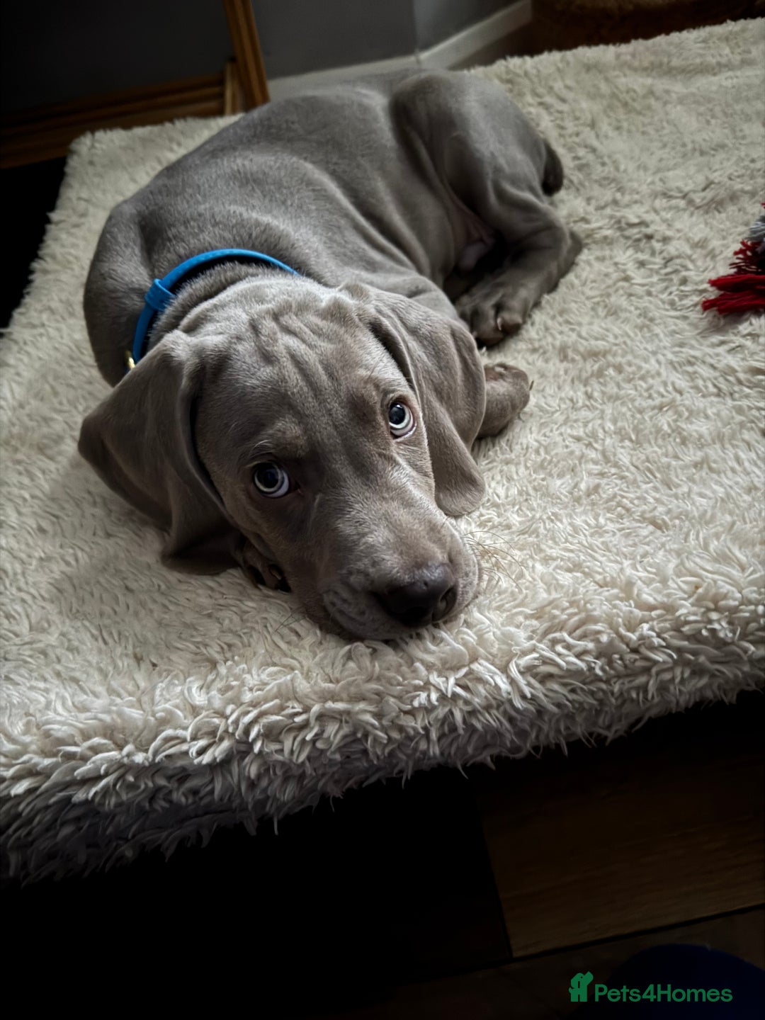 Weimaraner dogs for sale: 12 week boy ready for his forever home. - Advert 4