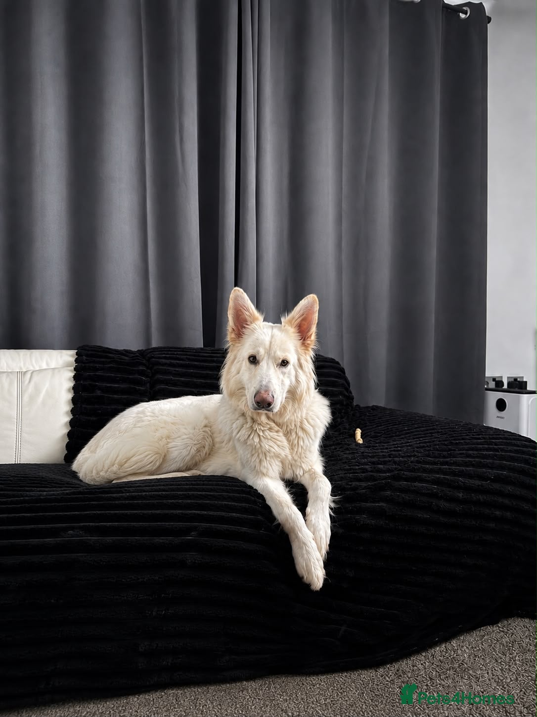 German Shepherd dogs Straight Back White German Shepherd Pups 🐶 🐕  - Advert 1