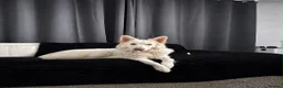 German Shepherd dogs for sale: Straight Back White German Shepherd Pups 🐶 🐕  - Advert 1