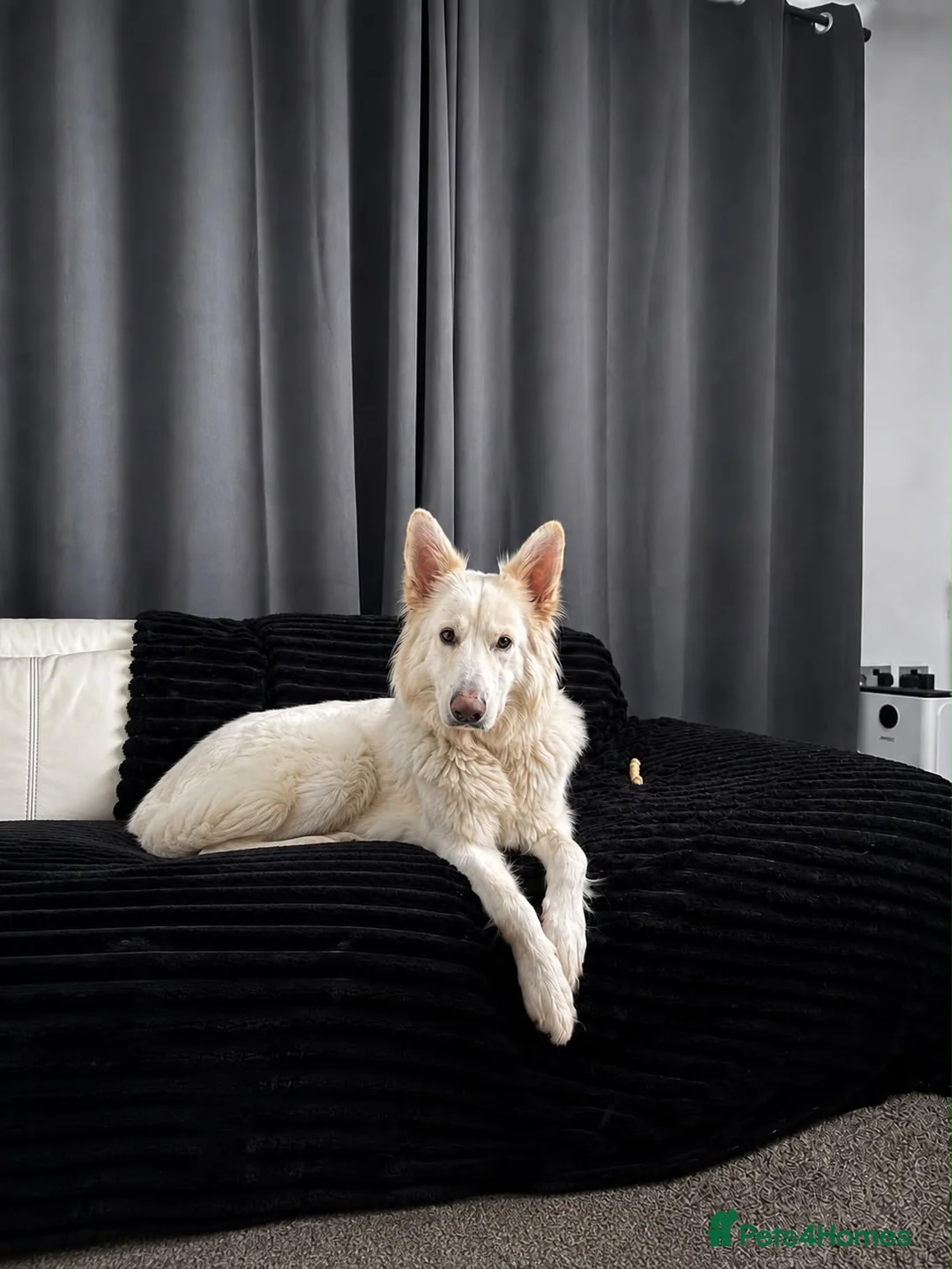 German Shepherd dogs for sale: Straight Back White German Shepherd Pups 🐶 🐕  - Advert 1