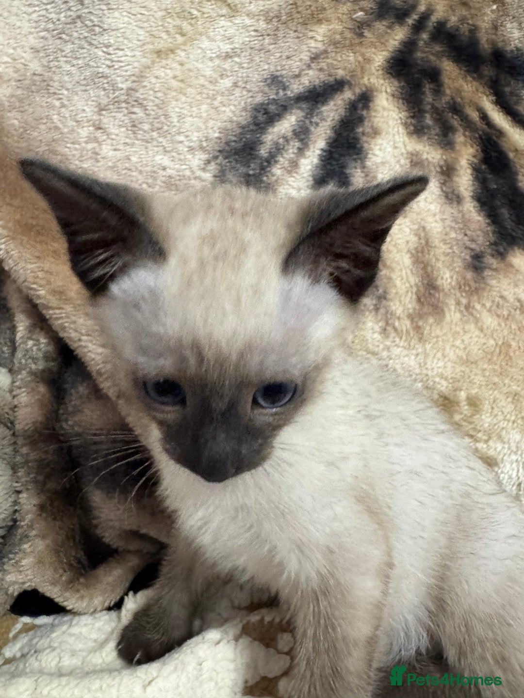 Siamese cats for sale: Seal point Siamese kittens - Advert 9