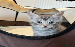 Maine Coon cats for sale: Maine Coon X  - Image 9