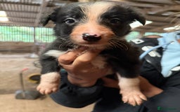 Border Collie dogs for sale: Working Border Collies - Image 2