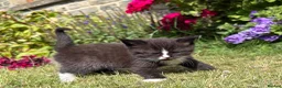 Exotic cats for sale: Exotic cross kitten  - Advert 3