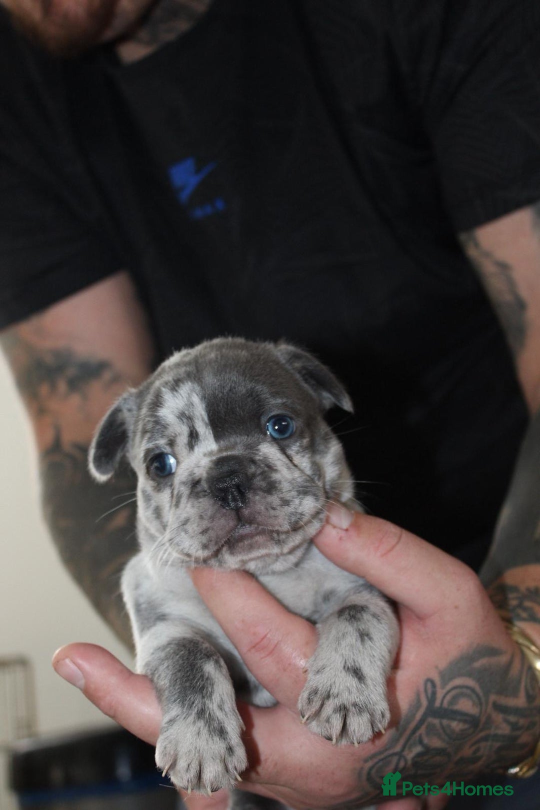 French Bulldog dogs for sale: French Bulldog Merles carrying fluffy ready to go. - Advert 18