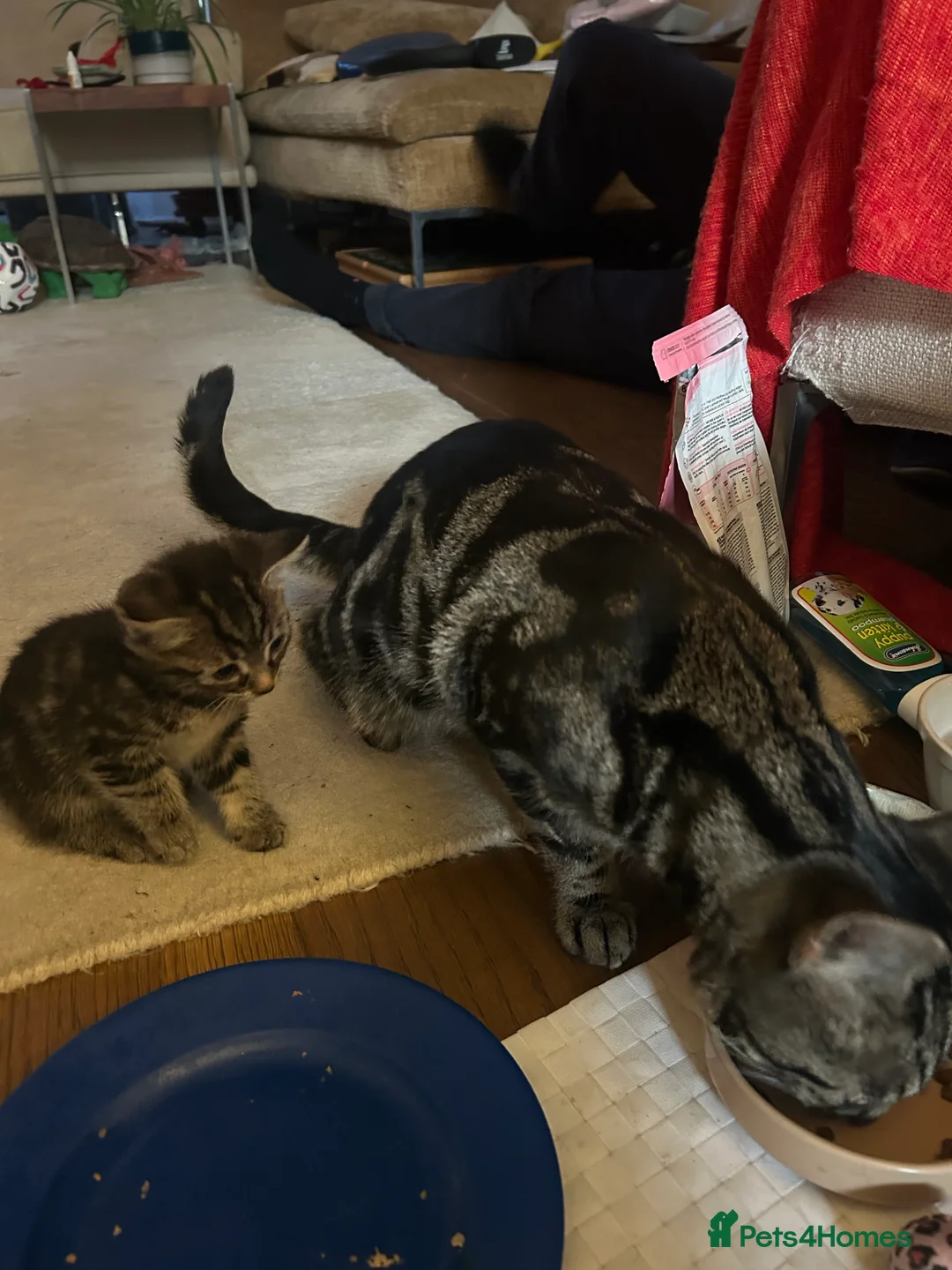 Mixed Breed cats for sale: Playful kittens and mother - Advert 2