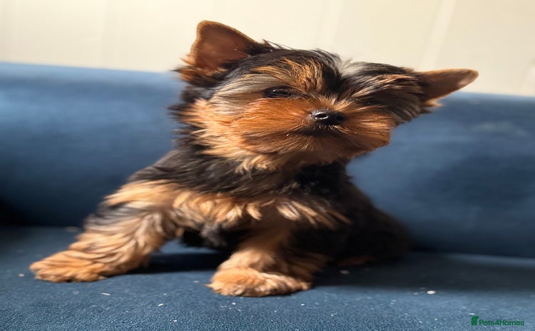 Yorkshire Terrier dogs - Advert 2