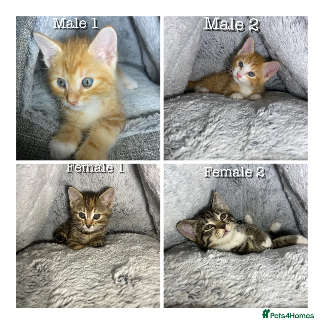 Mixed Breed cats for sale: Cute kittens ready for a new home  - Advert 1