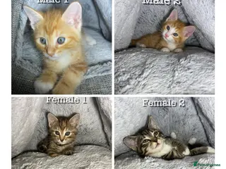 Mixed Breed cats Cute kittens ready for a new home - Advert 1