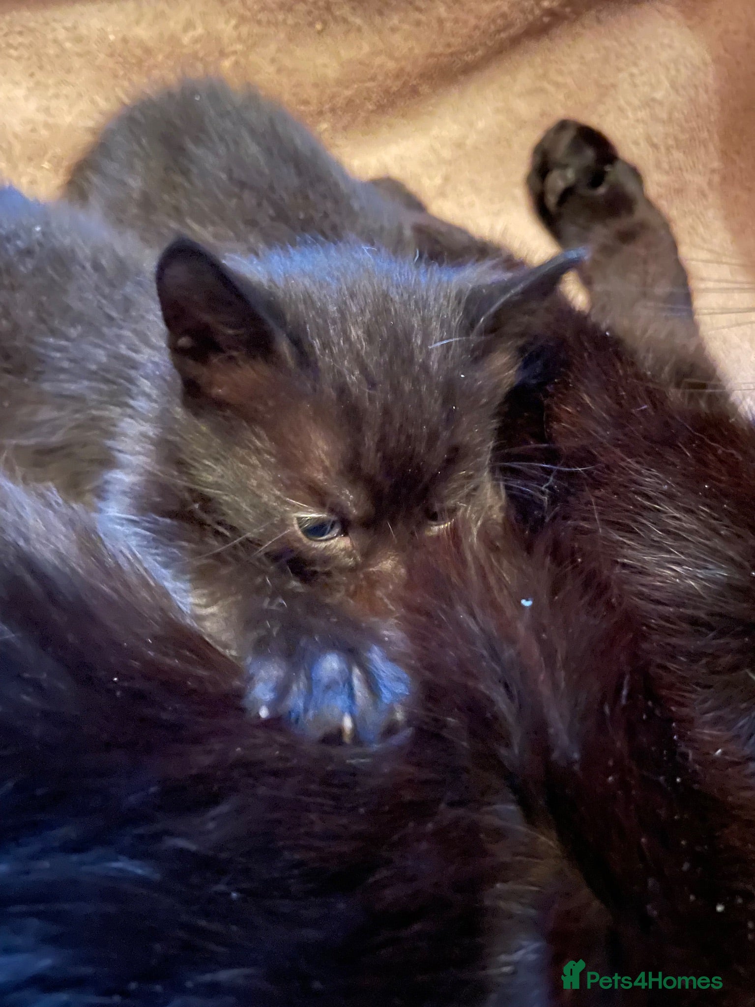 Domestic Shorthair cats ⭐️READY SOON!⭐️The Cutest Black DSH kittens 🐈‍⬛  - Advert 8