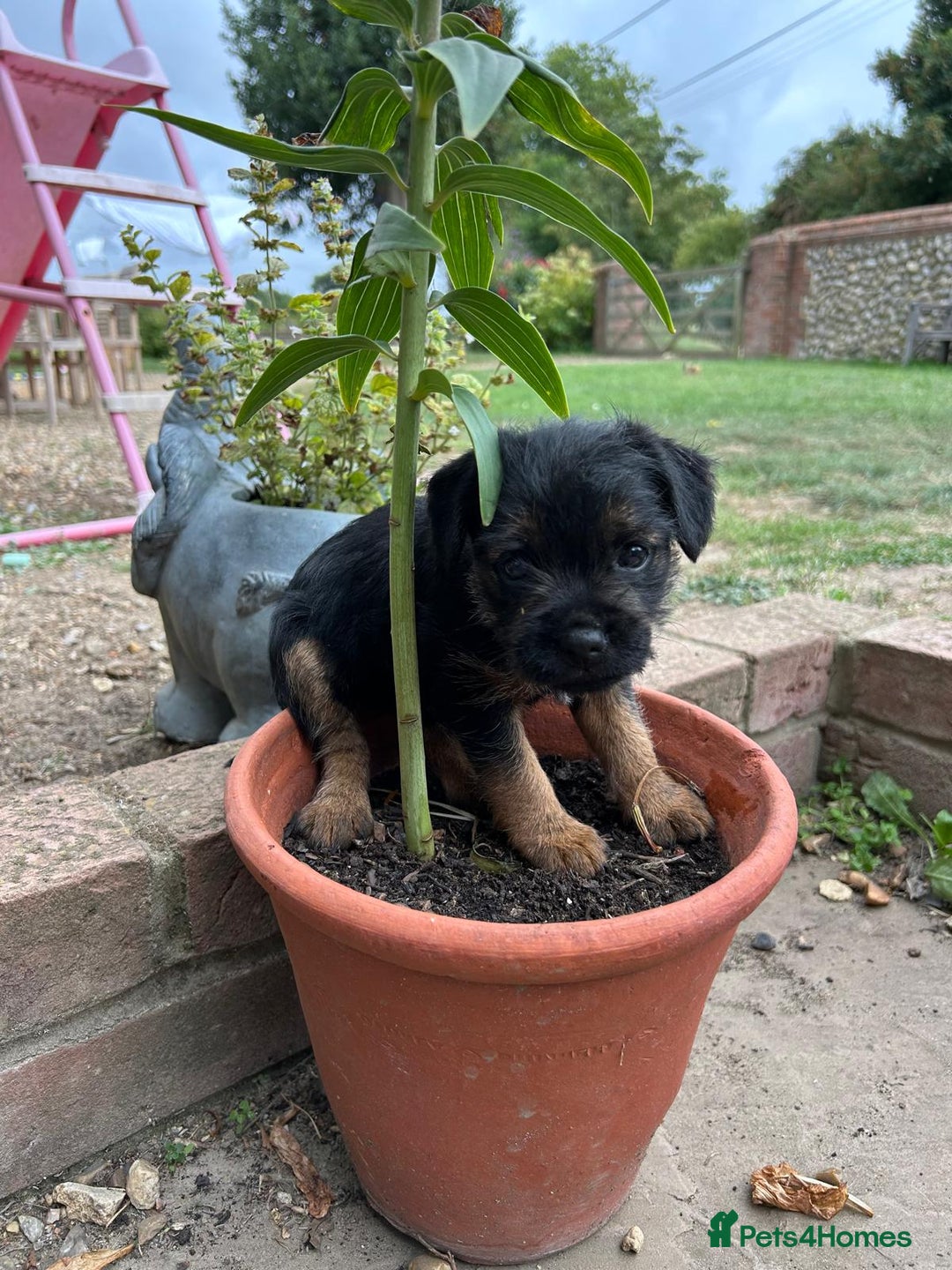 Border Terrier dogs for sale: Two beautiful Border Terriers dog puppies - Image 2