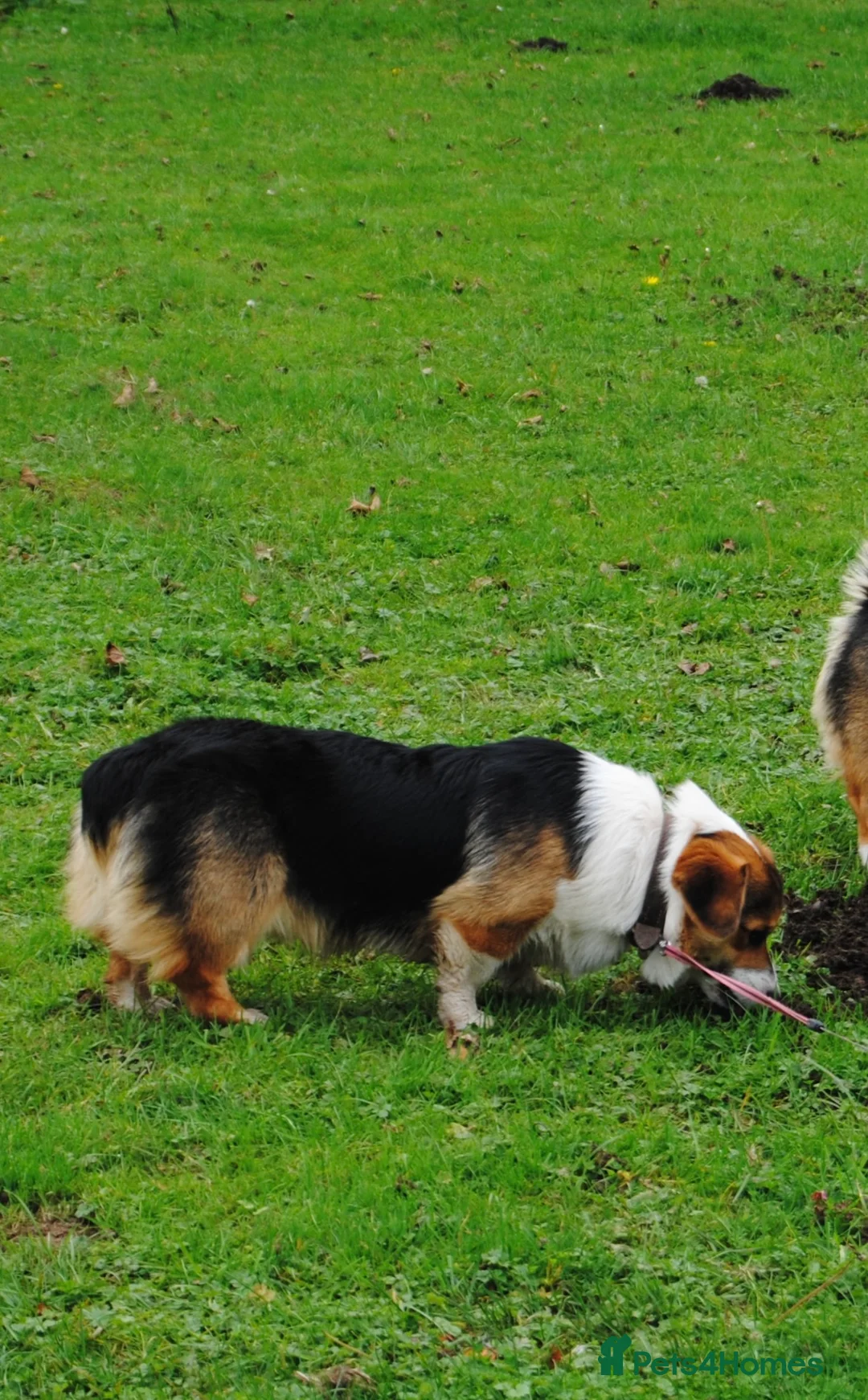 Welsh Corgi Pembroke dogs for stud:  Welsh Pembroke Corgi Boy Available for Stud  - Advert 2