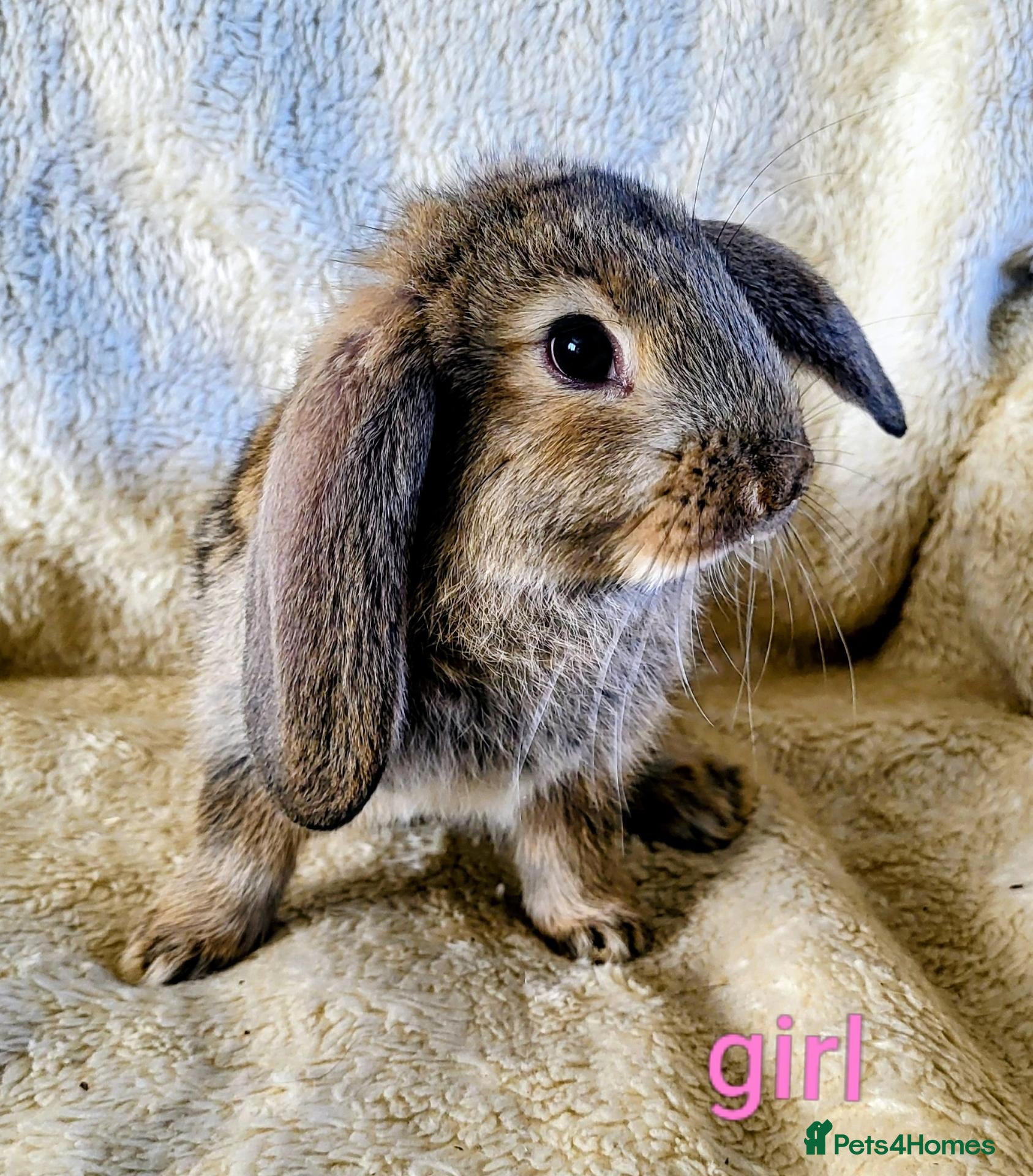 Mini Lop rabbits French lop x mini lop  - Advert 21