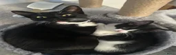 Mixed Breed cats for sale: Female black / white kitten - Advert 5