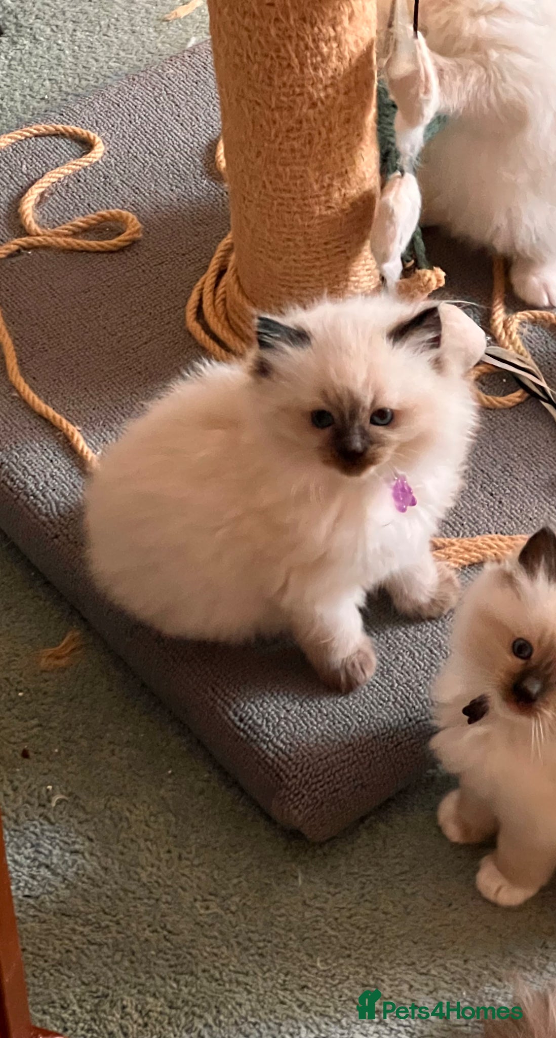 Ragdoll cats Litter of 6 ragdoll kittens - Advert 3