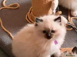 Ragdoll cats Litter of 6 ragdoll kittens - Advert 3