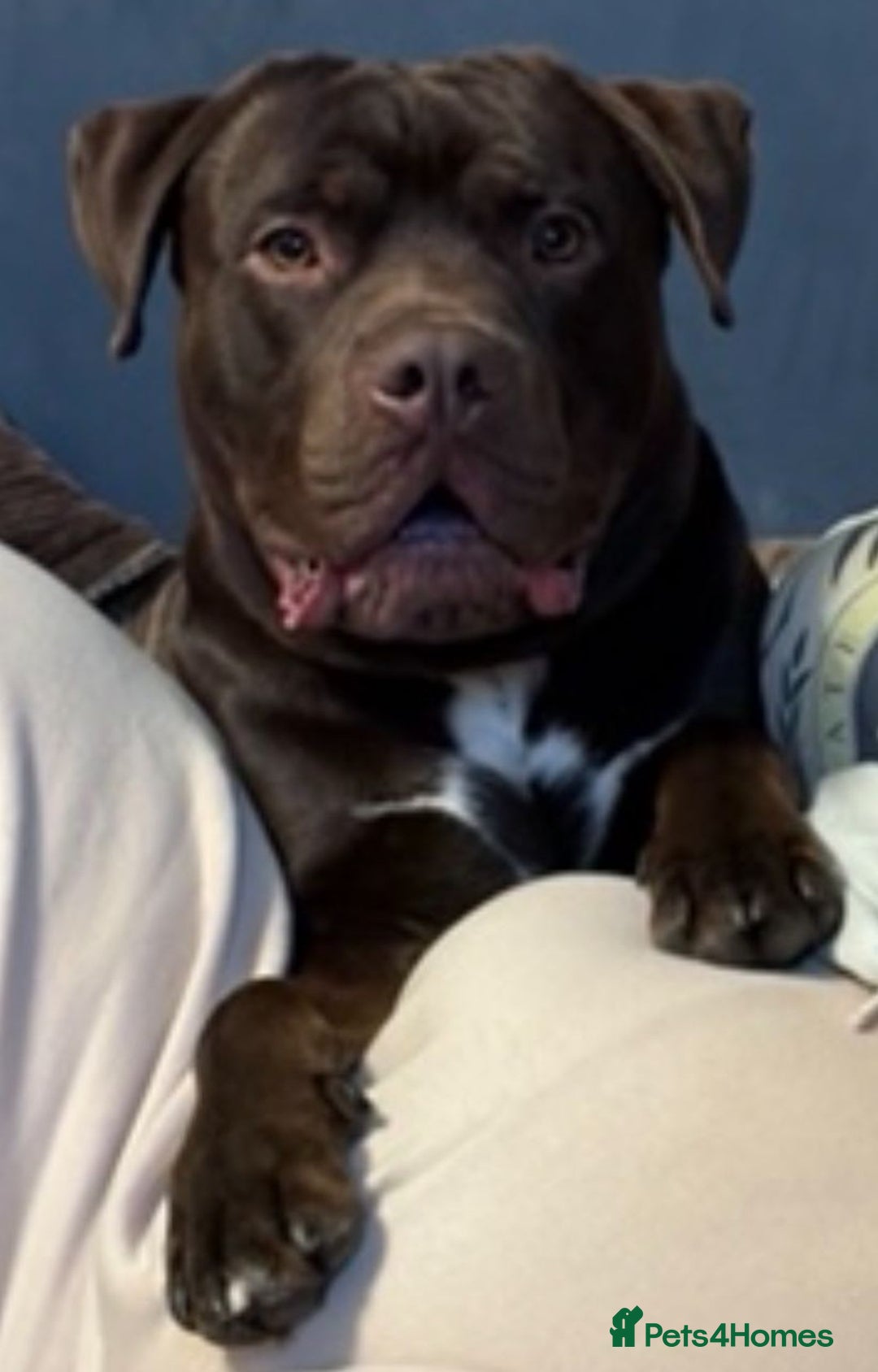 Mixed Breed dogs for adoption: Meet Buddy 🐾Big heart. Big paws. Big personality. - Advert 3