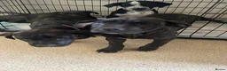 Mixed Breed dogs for sale: Bullmastiff X Cane Corso puppies - Advert 2