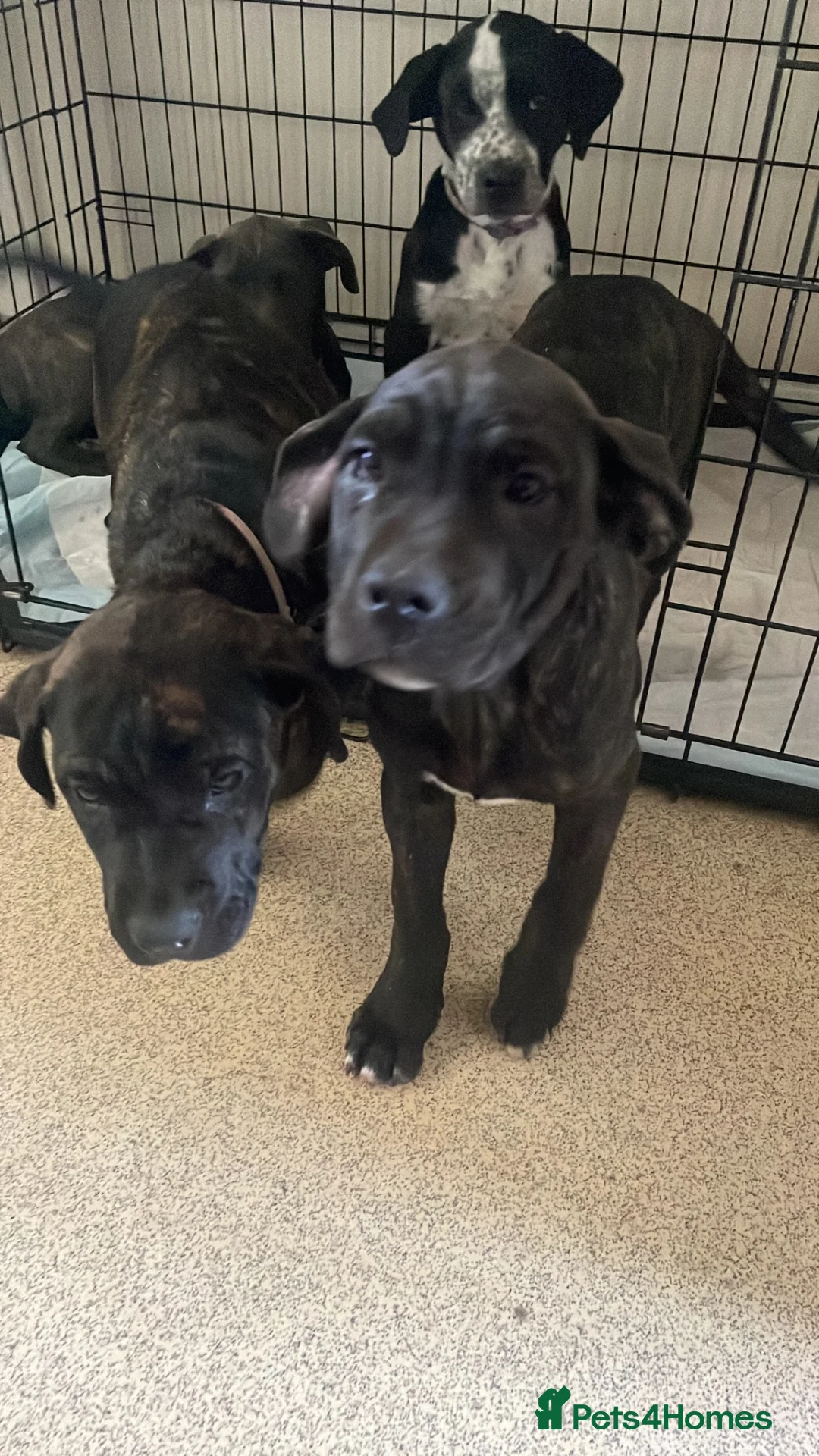 Mixed Breed dogs for sale: Bullmastiff X Cane Corso puppies - Advert 2