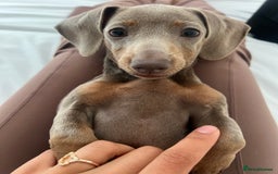 Miniature Dachshund dogs for sale: Miniature Dachshund For Sale - Image 4