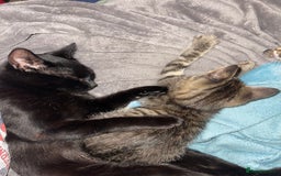 Mixed Breed cats for sale: Mixed breed kittens - Image 7