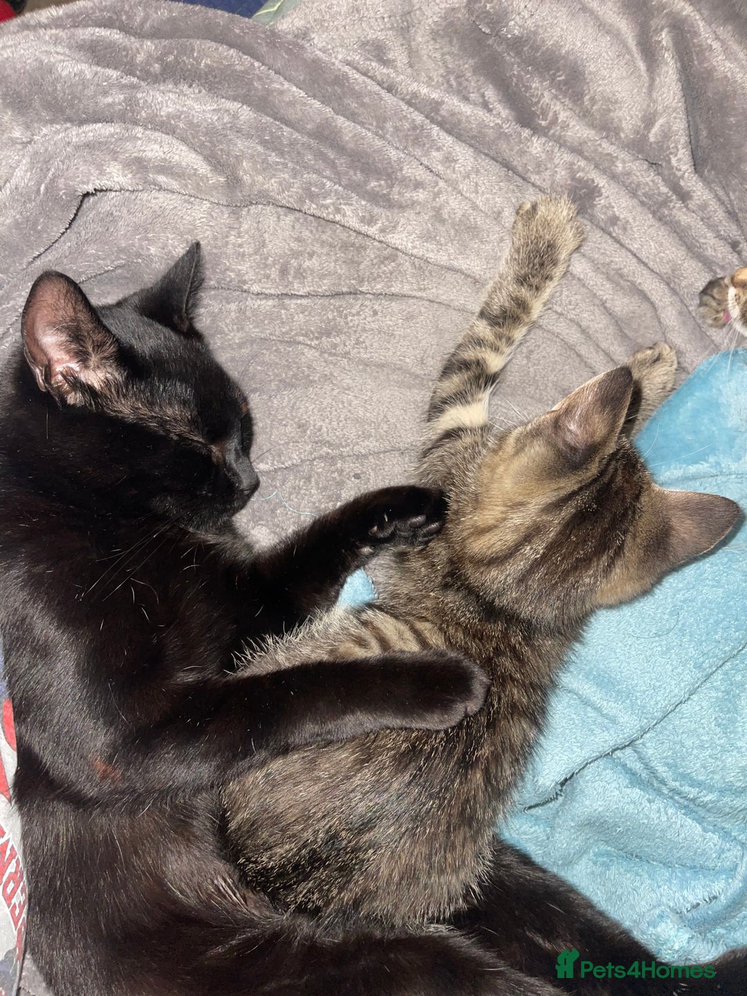 Mixed Breed cats for sale: Mixed breed kittens - Image 7