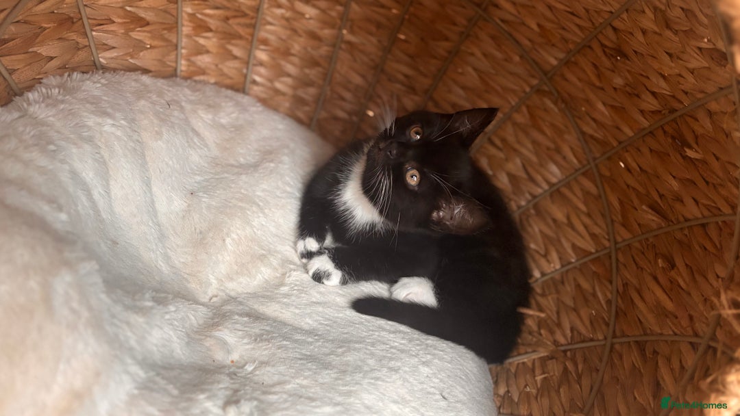 British Shorthair cats for sale: Two female kittens available half British blue - Advert 6