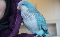 Parakeets birds for sale: Beautiful blue Quaker for sale! - Image 1