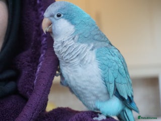 Parakeets birds for sale - Advert 1