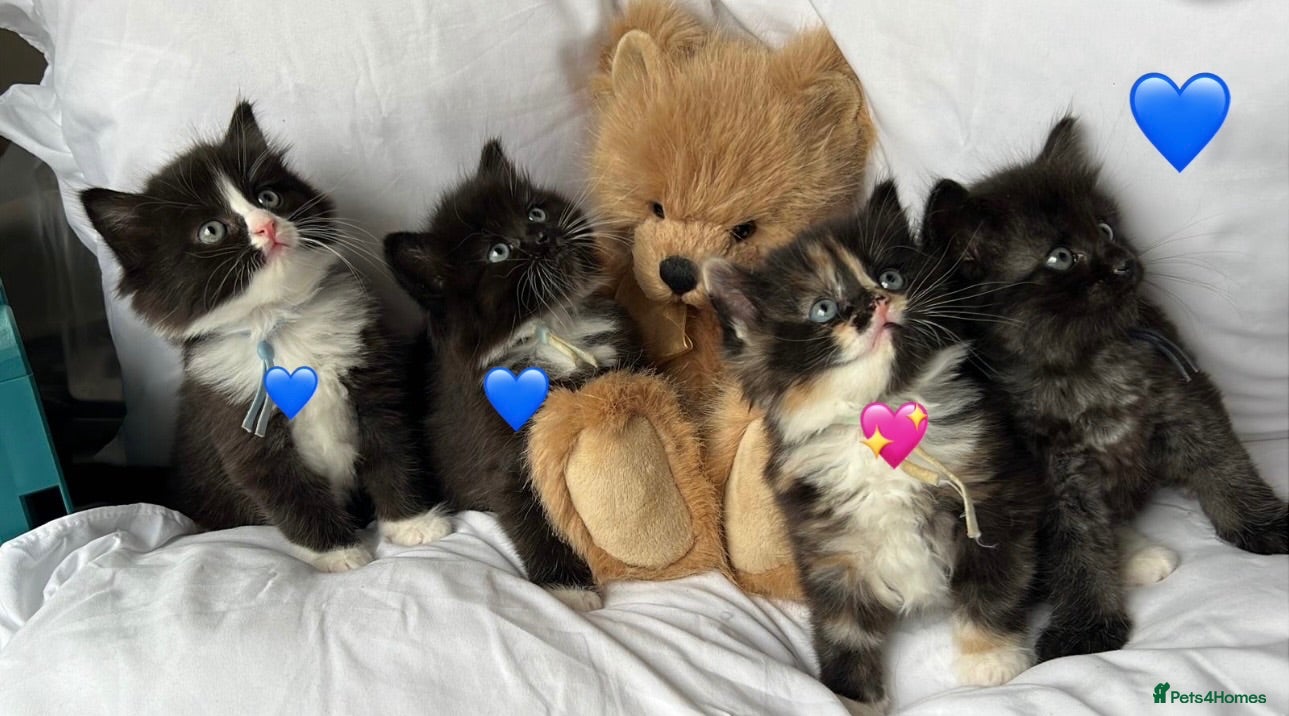 Persian cats 🤎Persian,Maincoon🤎 - Advert 2